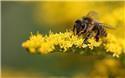 Veranstaltungsbild NAJU - Ferienaktion: Naturforscher