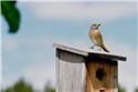 Veranstaltungsbild Vogelhäuser bauen