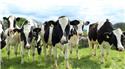 Veranstaltungsbild Woher kommt unsere Milch?